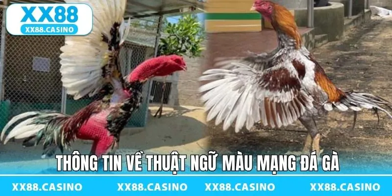 Giải thích về thuật ngữ màu mạng đá gà Giải thích về thuật ngữ màu mạng đá gà